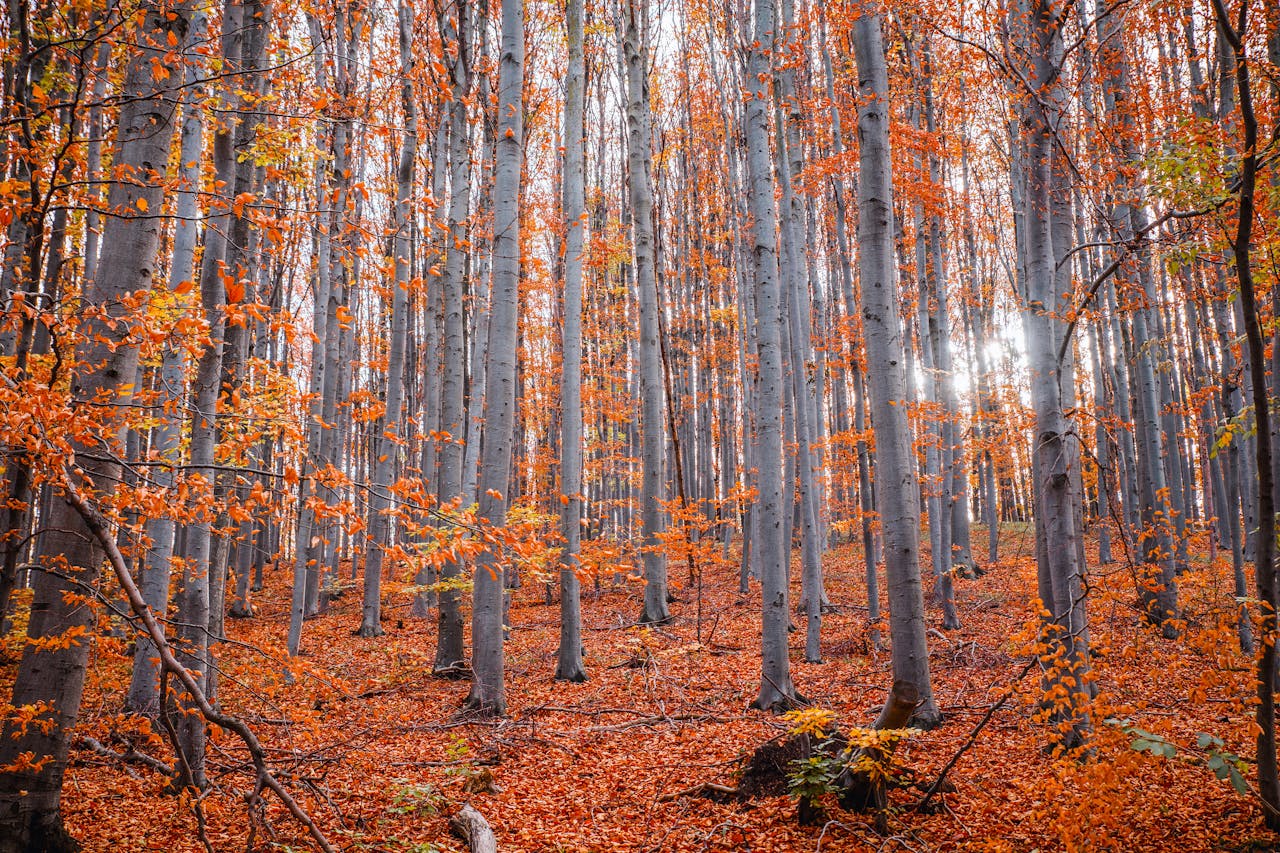 Capture of a serene forest with tall trees and vibrant fall foliage.