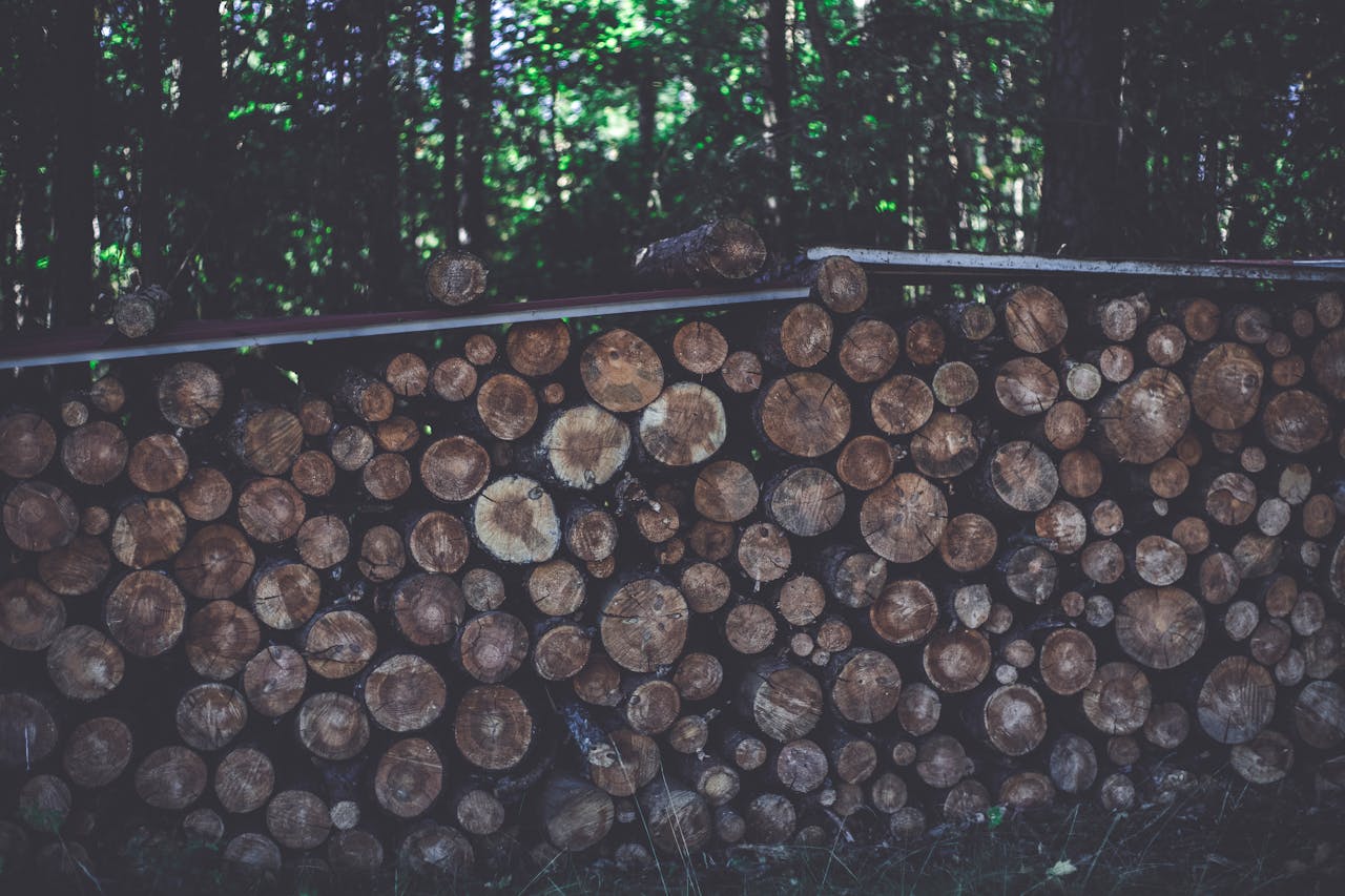 A pile of cut logs neatly stacked in a tranquil forest setting, showcasing natural textures.